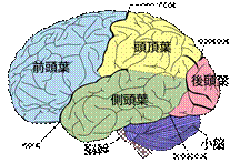 ファイル:Brain diagram ja.svg